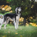 Dog Poop Pickup in Harper Woods Michigan