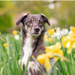 Dog Poop Pickup in Harper Woods Michigan