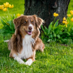 Dog Poop Pickup in Harper Woods Michigan