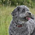 Dog Poop Pickup in Harper Woods Michigan