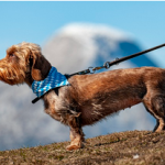 Dog Poop Pickup in Harper Woods Michigan