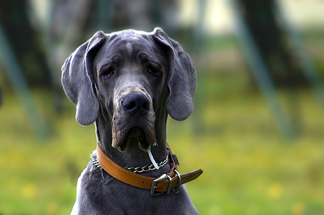 Dog Poop Pickup in Harper Woods Michigan