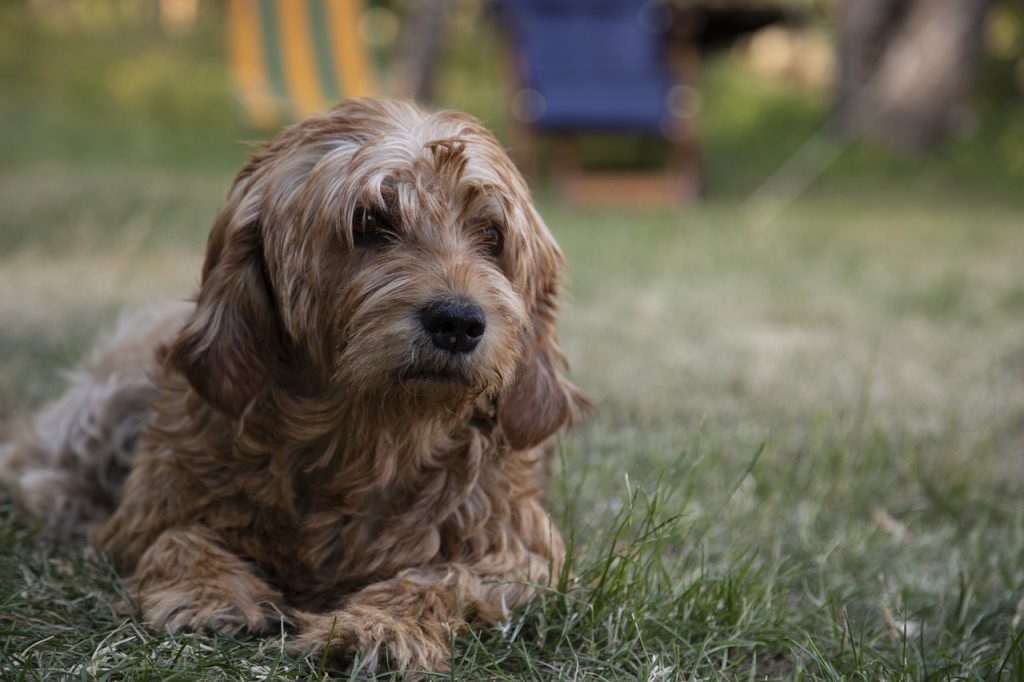 Dog Poop Pickup in Harper Woods Michigan