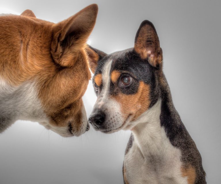 Dog Poop Pickup in Harper Woods Michigan